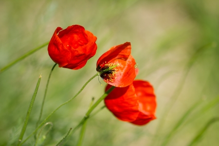 red poppy flower on natureの写真素材