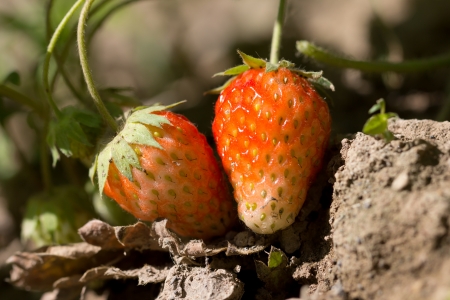 strawberry in nature. macroの写真素材