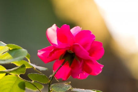 beautiful rose flower in nature. macroの写真素材