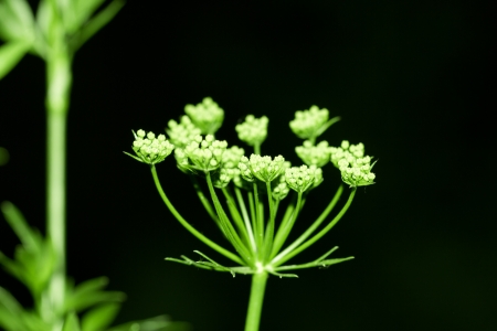 parsley flower in natureの写真素材