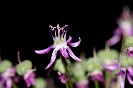 beautiful purple flower in nature. macroの写真素材