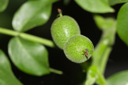 green walnuts on the treeの写真素材