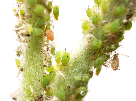 aphids on a green leaf. macro
