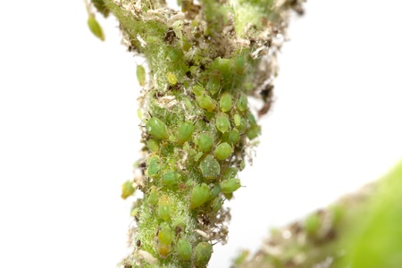 aphids on a green leaf. macroの写真素材