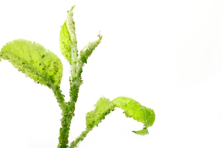 aphids on a green leaf. macroの写真素材
