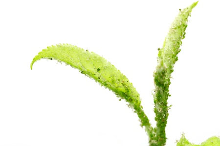 aphids on a green leaf. macroの写真素材