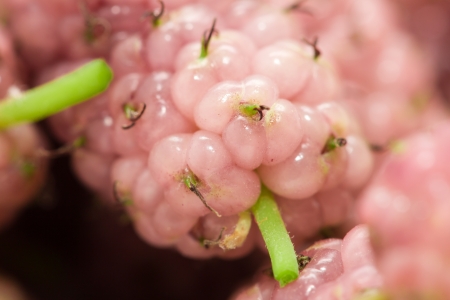 mulberry berry as backgroundの写真素材