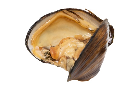 oyster shell as a backgroundの写真素材