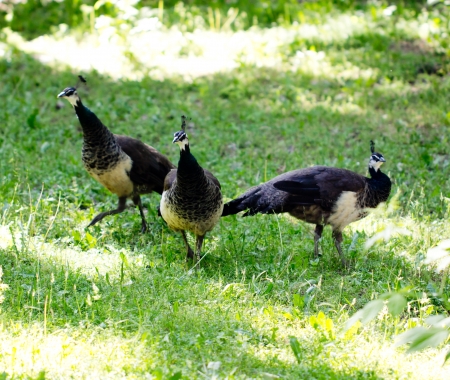 Peacock in natureの写真素材