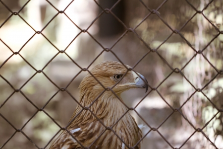 eagle behind barsの写真素材