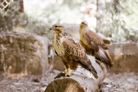 hawk in natureの写真素材