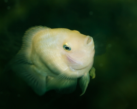 fish in the aquariumの写真素材