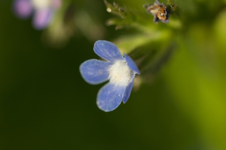 beautiful small blue flowers in natureの写真素材