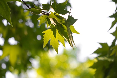 leaves of a tree in natureの写真素材