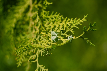 Thuja in nature. macro
