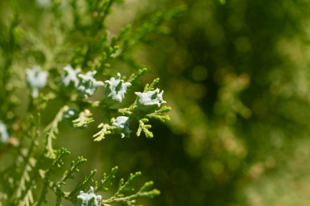 Thuja in nature. macroの写真素材
