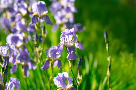 beautiful iris flower in natureの写真素材