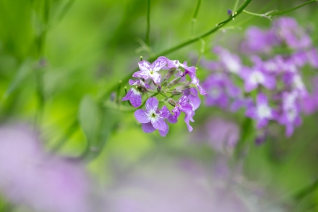 beautiful purple flower in nature. macroの写真素材