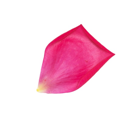 rose petals on white background. macroの写真素材
