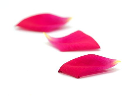 rose petals on white background. macroの写真素材