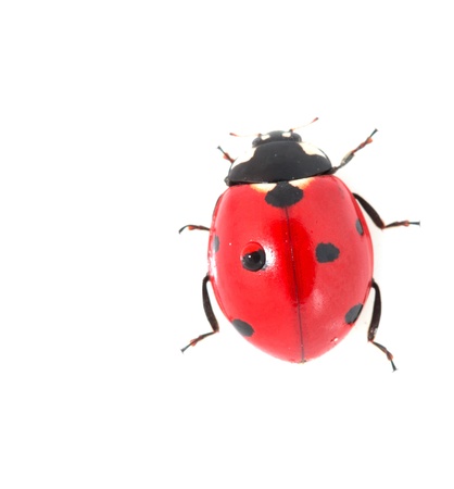 ladybug on a white background. macroの写真素材