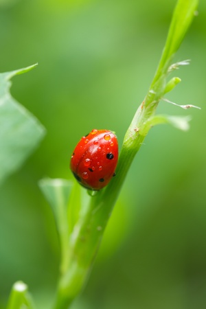 ladybug in the grass in nature. macroの写真素材