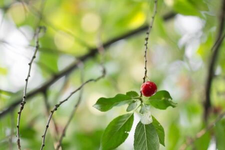 red cherry on natureの写真素材