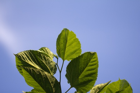 beautiful leaves of a tree against a blue skyの写真素材