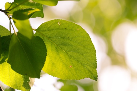 beautiful leaves of a tree in natureの写真素材