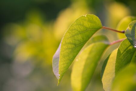 beautiful leaves of a tree in natureの写真素材