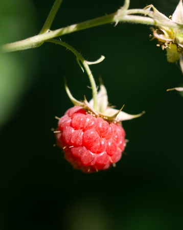 red raspberryの写真素材