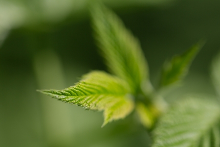 beautiful raspberry leaves in nature