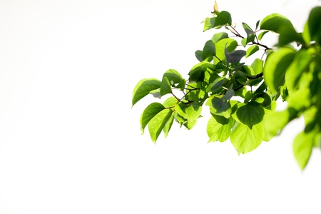 beautiful leaves of a tree in natureの写真素材