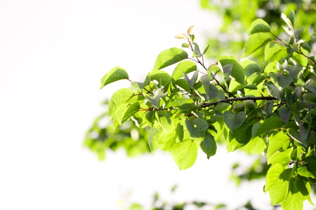 beautiful leaves of a tree in natureの写真素材