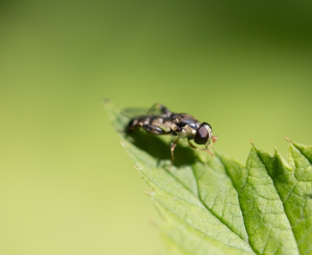 little fly in nature. macro