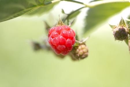 red raspberry