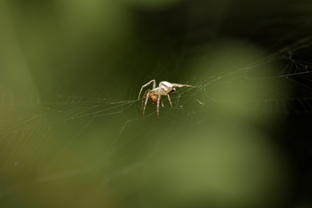 spider on the natureの写真素材