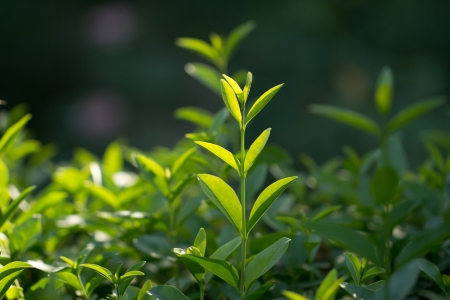 Green leaves wall backgroundの写真素材