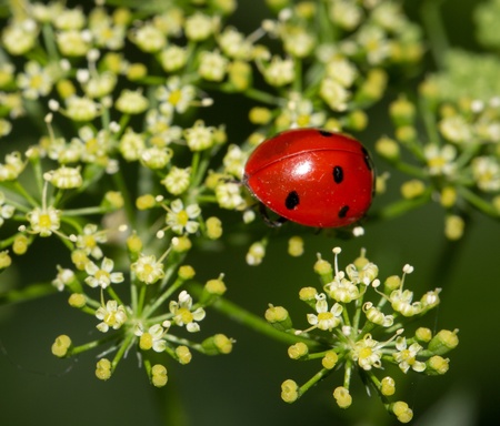 ladybird beetle in natureの写真素材