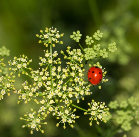 ladybird beetle in natureの写真素材