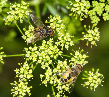 Fly in nature. macro