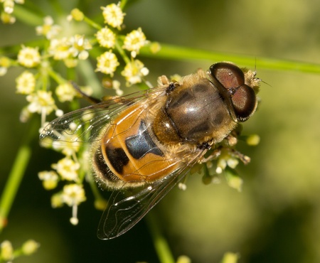 Fly in nature. macro
