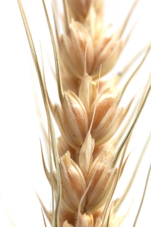 Yellow wheat on a white background. macroの写真素材