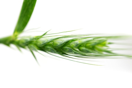 Green wheat on a white background. macroの写真素材