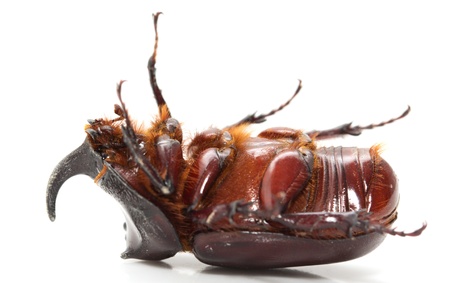 Rhinoceros beetle on a white background. macro