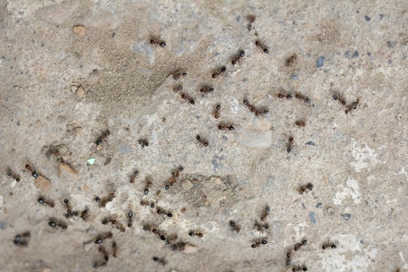 ants on the concrete in natureの写真素材