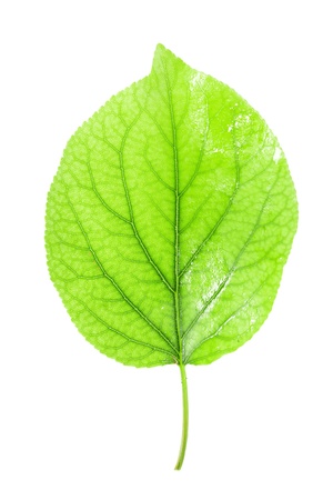 green leaf on a white background. macroの写真素材
