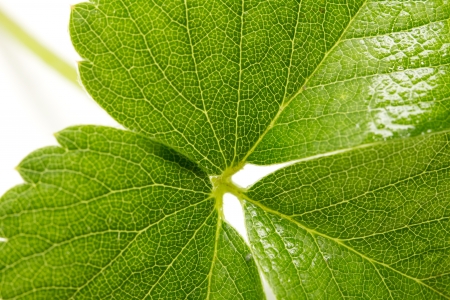 green leaf on a white background. macroの写真素材