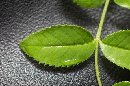 green leaf on a black leather background. macroの写真素材