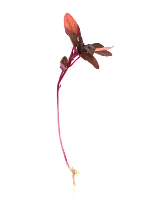 little red sprout on a white background. macroの写真素材